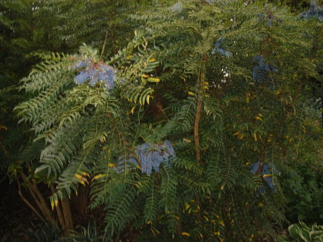 Mahonia lomariifolia P16